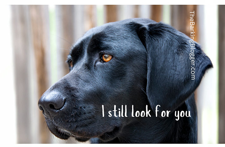 to my lost dog, amos, i'm sorry