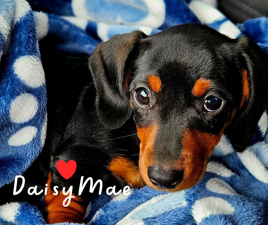 Black and tan mini dachshund puppy on a blue blanket