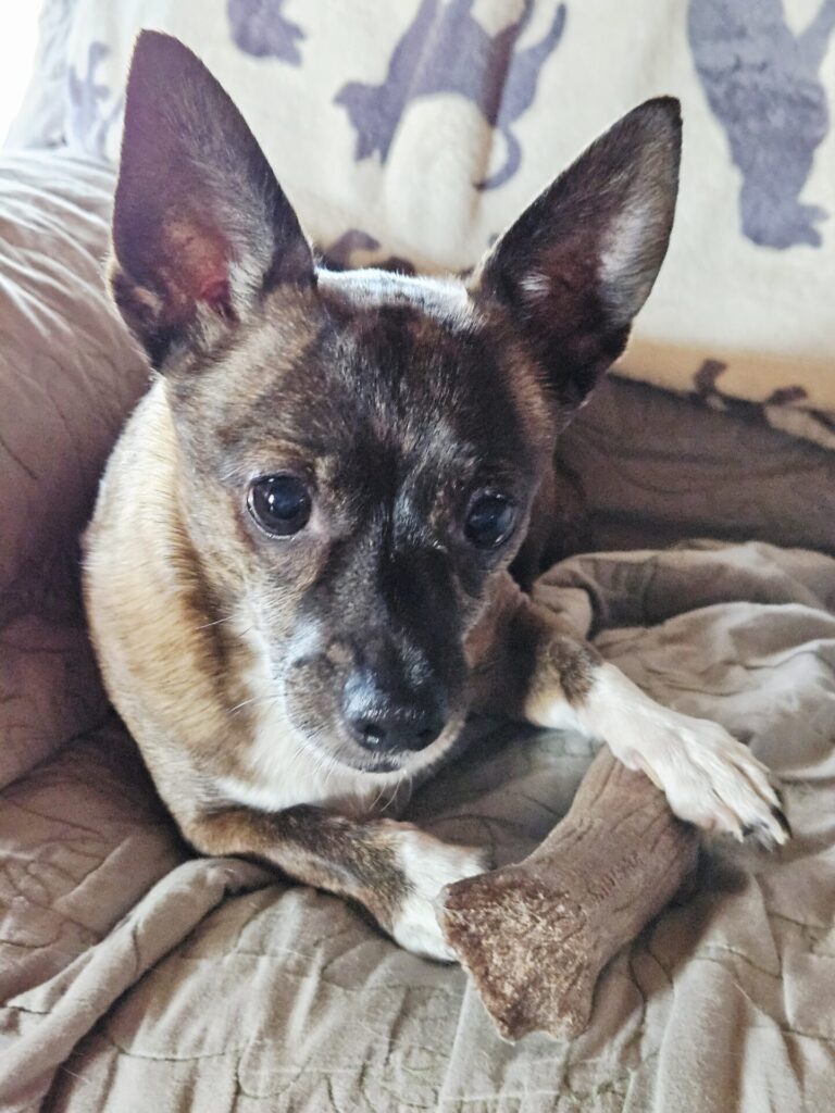 small chichuahua mix dog chewing on bone on the chair
